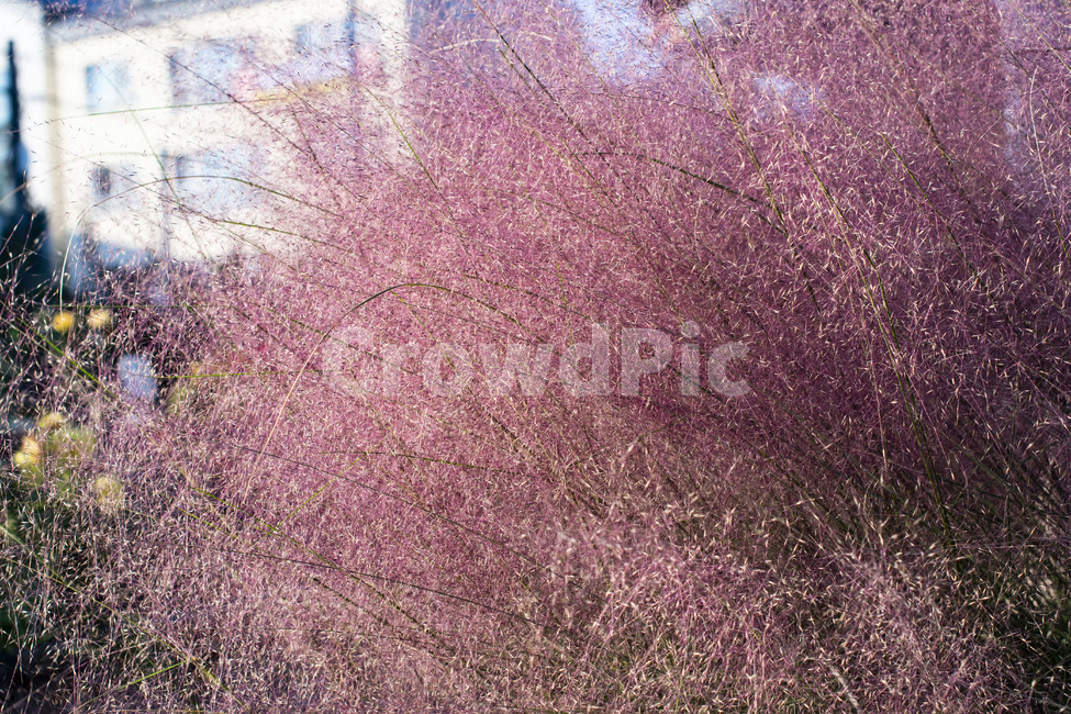 식물,핑크,분홍,핑크뮬리,쥐꼬리억새풀,가을,식물,자연,plants,nature