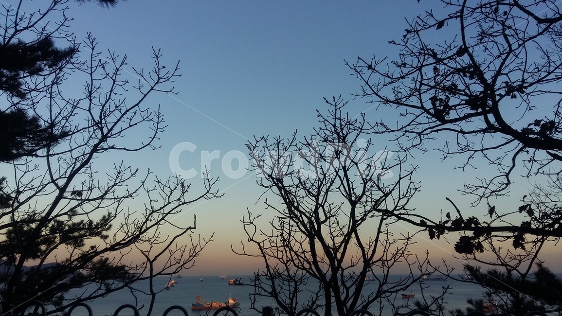 바다,노을,일몰,sunset,sea,낭만,나무,풍경,배,힐링,광활,시원,나뭇가지,물,부산,저녁,자연,풍경,nature,landscape,silhouette,실루엣,outdoors,옥외