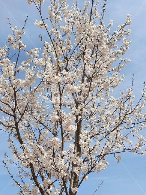 가로수,벚꽃,나무,봄,만개