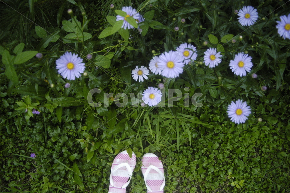 들꽃,해외,풀밭,꽃,식물,flower,데이지,daisy,plant