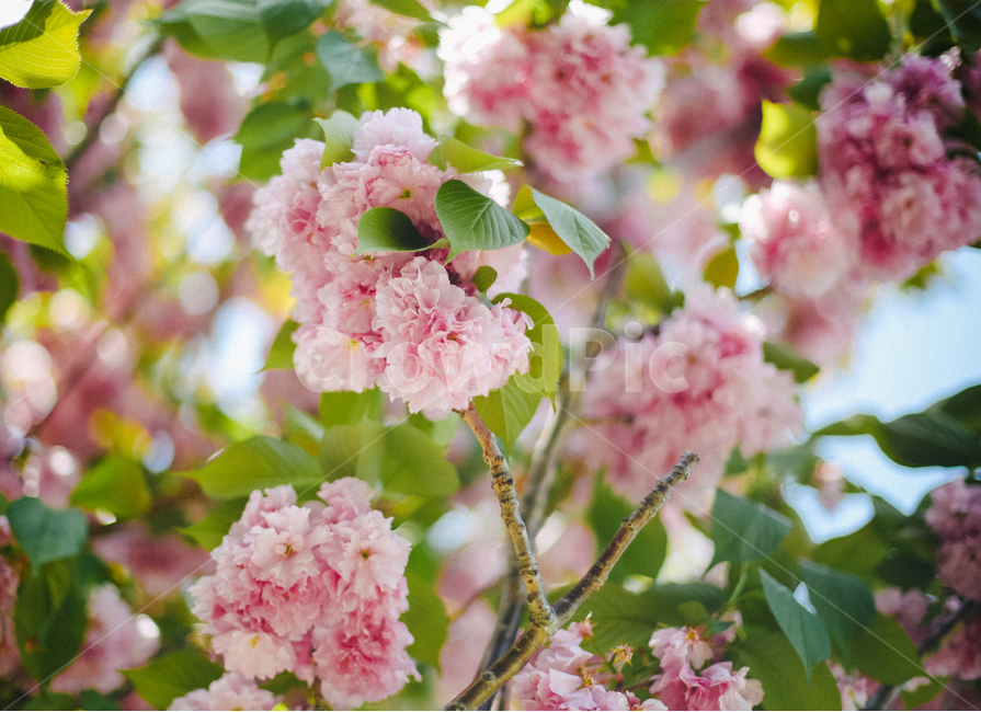 꽃,벚꽃,blossom,flower,겹벚꽃,잎사귀,하늘,봄,계절,spring,season,plant,식물