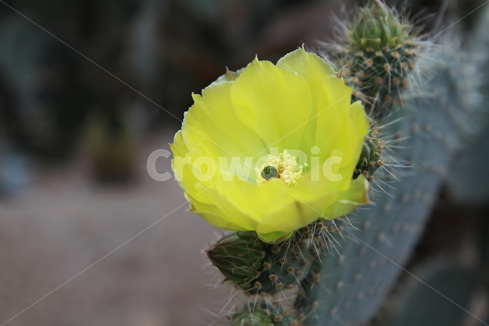 선인장꽃,꽃,식물,자연,감성사진,식물,자연,plants,nature,꽃,flower