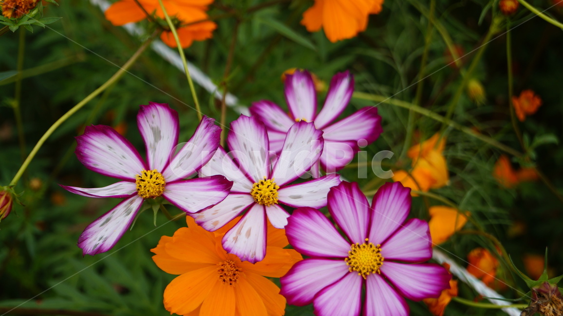 꽃,코스모스,식물,코스모스축제,꽃길,가을,계절,fall,autumn,season,식물,자연,plants,nature,꽃,flower,plant,petal,꽃잎,blossom