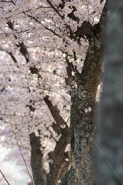 꽃,벚꽃,벚나무,봄,나무,자연,식물,초록색,nature,trees,spring,계절,흰색,flower,감성사진,sakura,season,green,가로수,봄,계절,spring,season,식물,자연,plants,nature,꽃,flower,plant