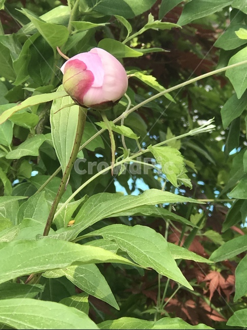 plant,식물,꽃,flower,작약,peony