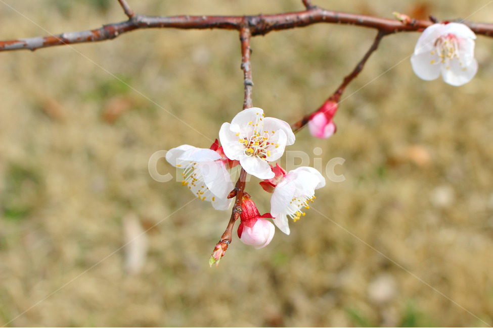 감성사진,봄,풍경사진,매화,꽃,하늘,자연,풍경,daily,flower,pink,spring,봄,계절,spring,season,식물,자연,plants,nature,꽃,flower,plant