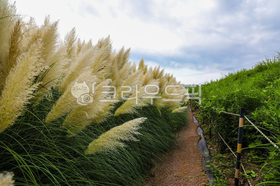 Pampas,pampas grass,giant reed,reed,pampas planting,pampas,pampasgrass,big billion year old,pampas vegetable