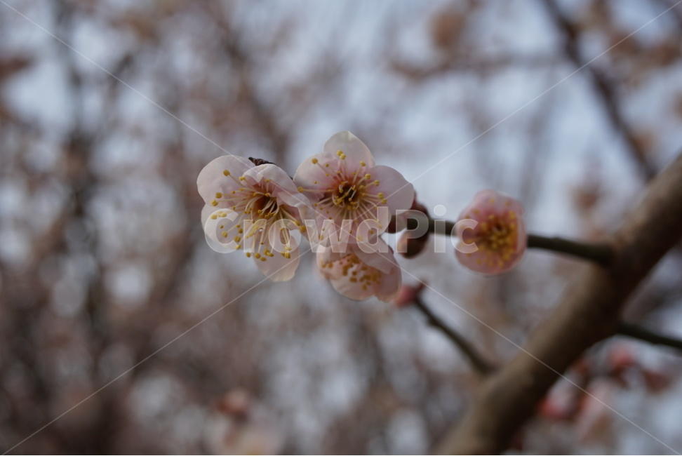 분혼분혼,꽃,매화,매화꽃,핑크핑크,봄,계절,spring,season,식물,자연,plants,nature,꽃,flower,plant,blossom