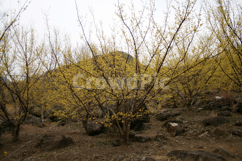 산수유,봄,봄날,봄꽃,꽃,노란색,감성,spring,flower,봄길,풍경,봄,계절,spring,season,식물,자연,plants,nature,꽃,flower,나무,trees,wood,ground,바닥,dirt road,흙길,road,도로,gravel,자갈