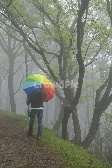 nature,자연,weather,날씨,사람,person,옥외,outdoors,human,인간,안개숲,산책,새벽,안개,숲,걷고있는,우산