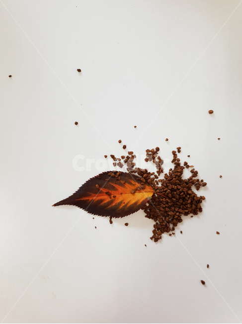 woody,leaf,fallenleaves,maple,coffee,단풍,낙엽,잎,잎사귀,가을,감잎,커피,분위기,나뭇잎,나무잎,배경,가을,계절,fall,autumn,season,식물,자연,plants,nature