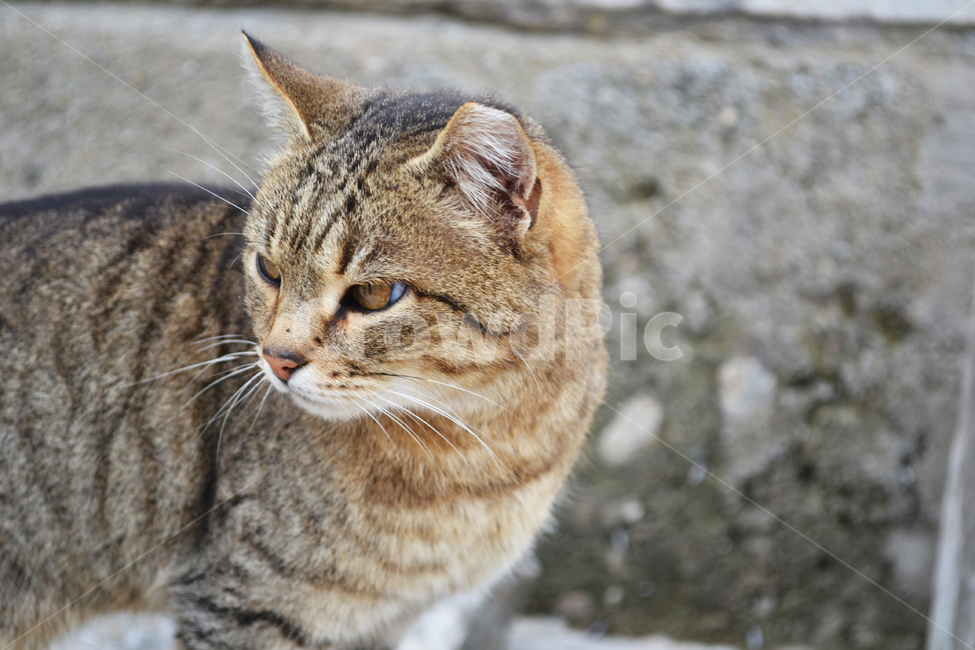 고양이,길고양이,길냥이,cat,streetcat,동물,animal,야생고양이,kitten,kitty,wildcat,동물,animal,포유류,mammal,고양이,cat,kitten,kitty