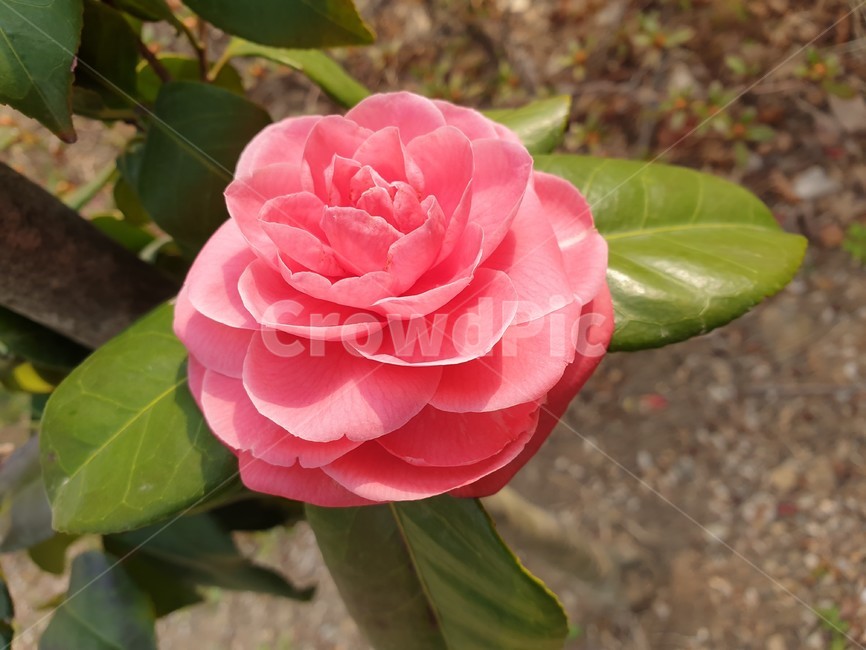 꽃,동백꽃,봄꽃,겨울꽃,봄,겨울,flower,camelliaflower,springflower,winterflower,spring,winter,빨강,식물,자연,plants,nature,꽃,flower