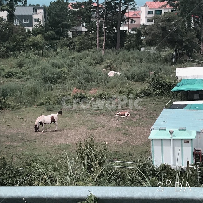 말,초원,자연,제주,편안함