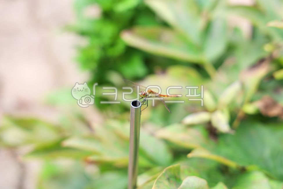 잠자리,고추잠자리,가을,가을풍경,계절,무척추동물,동물,animal,insect,invertebrate,곤충,season,autumn,bug,시골