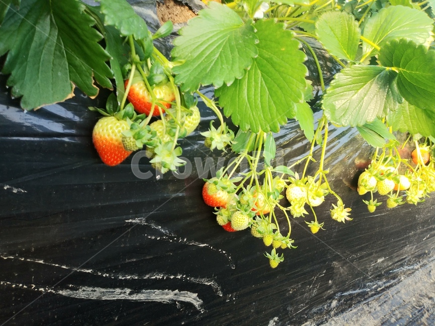 딸기,농장체험,비닐하우스,봄,제철과일