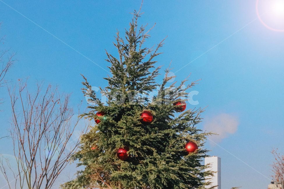 트리,크리스마스,겨울,데코,성탄절,크리스마스트리,tree,winter,메리크리스마스,성탄절,merry christmas