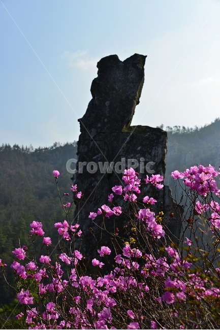plant,식물,flower,blossom,꽃,강진,도암,석문공원,도암석문공원,진달래,바위,기암괴석,진달래꽃