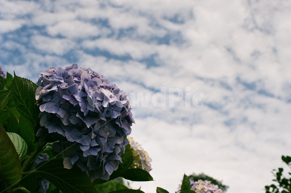 plant,식물,blossom,꽃,flower,연화도,수국,화창한,hydrangea