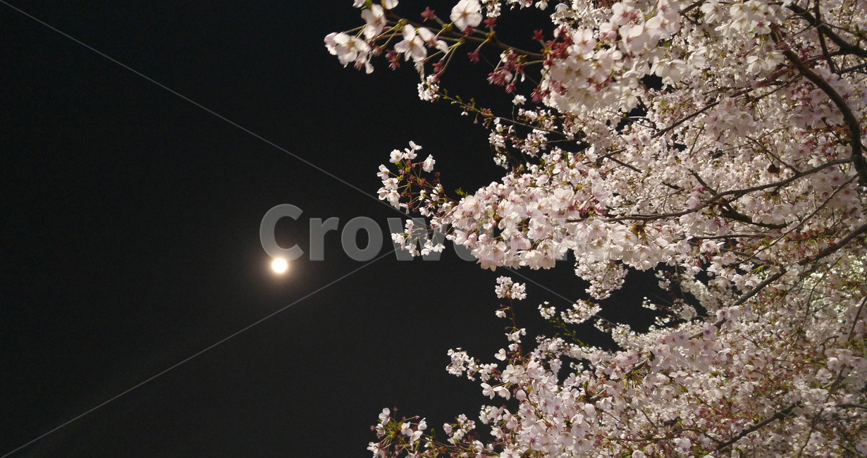 벚꽃,달,밤,벚꽃나무,moon,night,분위기,벚나무,운치,감성,감성사진,그리움,무드,mood,달밤,불광천