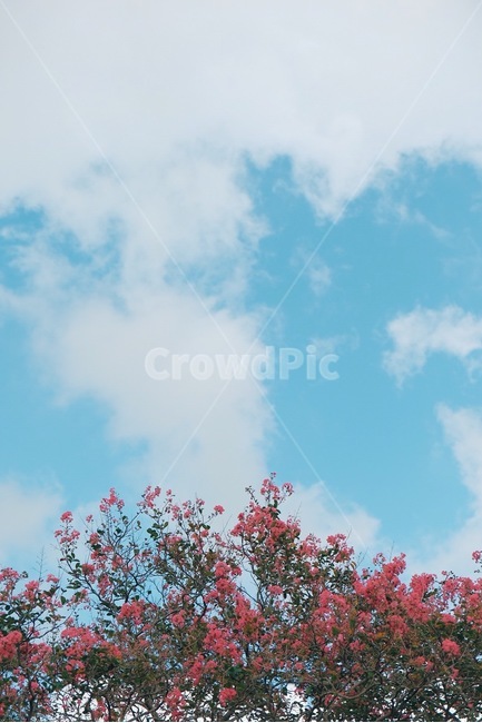 하늘,꽃,구름,배경화면,풍경,자연,자연,풍경,nature,landscape,감성,sensible,feeling,plant,식물,flower,blossom