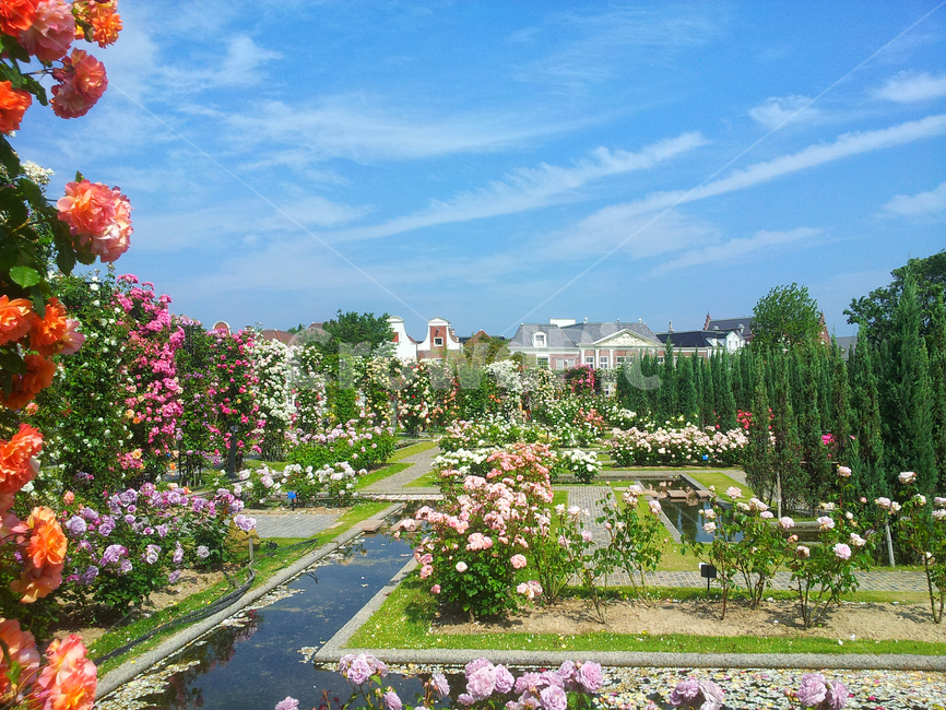 일본,나가사키,하우스텐보스,나무,장미,정원,풍경,식물,하늘,구름,수로,garden,관광지