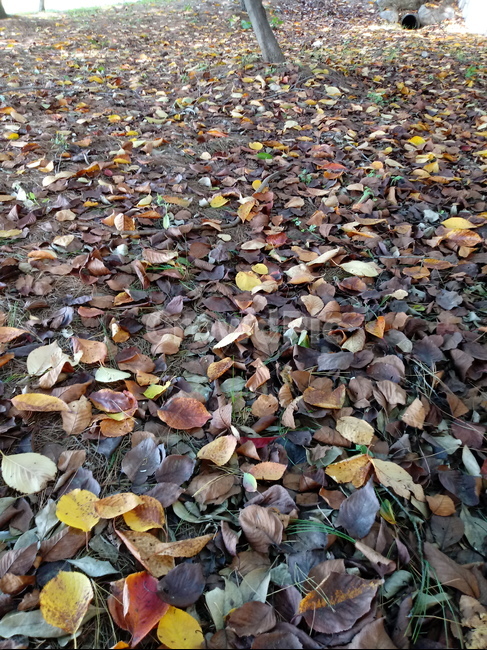 낙엽,단풍,가을,leaf,잎,나뭇잎,가을,계절,fall,autumn,season,식물,자연,plants,nature,ground,바닥,plant