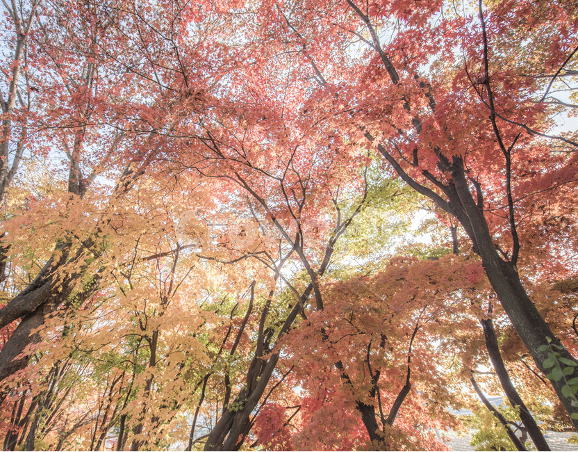단풍,낙엽,풍경,자연,가을,가을,계절,fall,autumn,season,자연,풍경,nature,landscape,식물,plants,나무,trees,wood,plant,tree