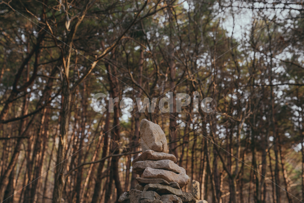 나무,숲,돌탑,석탑,돌,가을,소나무