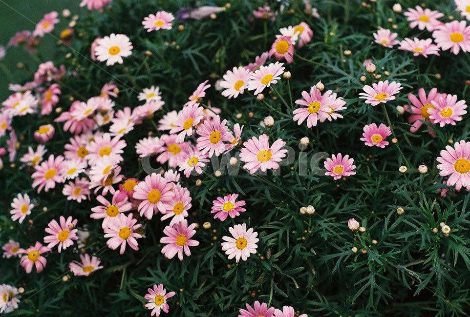 꽃,식물,조경,감성,풍경,식물,자연,plants,nature,꽃,flower