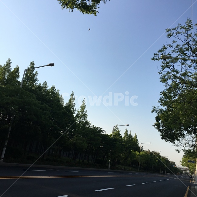 햇빛,도로,차도,나무,풍경,낮,오전,하늘,도로등