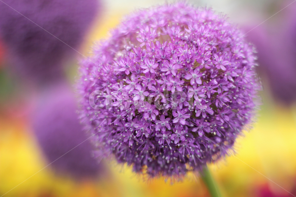 plant,식물,allium,부추,flower,blossom,꽃,알리움,보라색꽃,자연,nature,식물,자연,plants,nature,꽃,flower