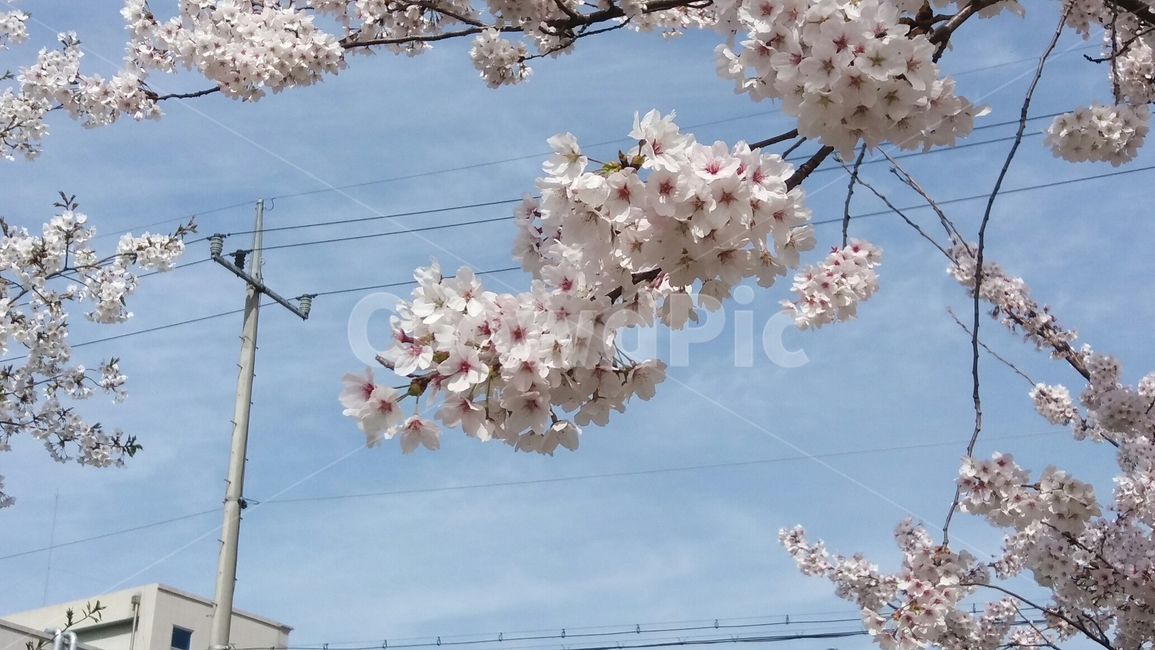 cherryblossom,plant,식물,flower,벚꽃,blossom,꽃,식물,자연,plants,nature,꽃,flower
