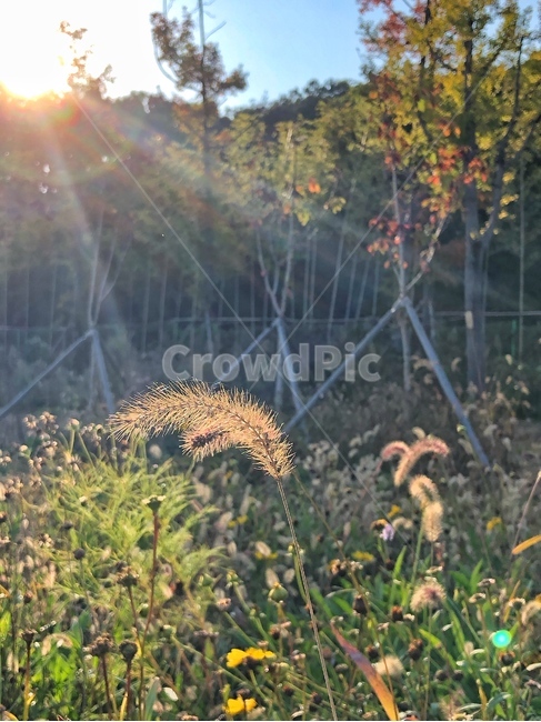 light,빛,flare,플레어,빛내림,강아지풀,역광,풀,나무,숲