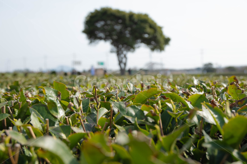녹차,초록,밭,초목,식물,분위기,감성,봄,식물,자연,plants,nature