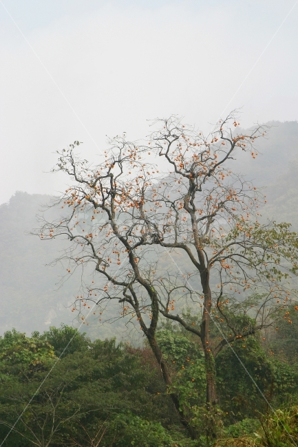 감나무,풍경,자연,나무,녹색,하늘,산,숲속,가을,가을,계절,fall,autumn,season,자연,풍경,nature,landscape,한국자연풍경,한국자연경관,korea nature landscape,식물,plants,나무,trees,wood,weather,날씨