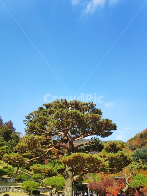 tree,plant,식물,나무,소나무,자연,풍경,nature,landscape