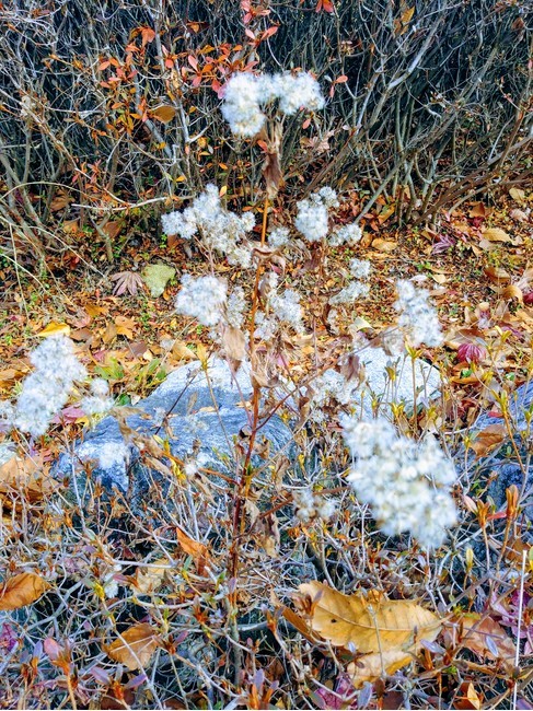 홀씨,풀,솜털,식물,자연,가을,계절,fall,autumn,season,식물,자연,plants,nature,꽃,flower,ice,빙,outdoors,옥외