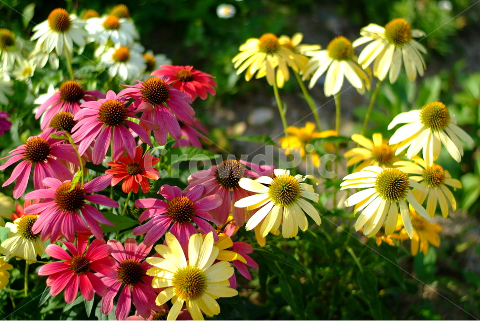 자연,꽃,그린,초록,풀,풀잎,노란꽃,빨간꽃,식물,식물,자연,plants,nature,꽃,flower