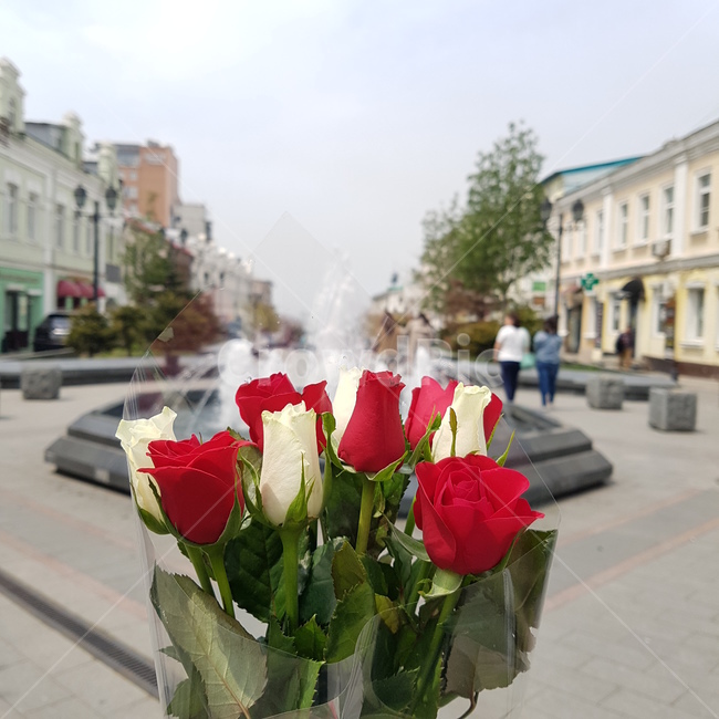sky,bouquet of roses,fountain,red rose,Vladivostok,Rose,bouquet,flower,russia,white rose,plant,Arbat Street,rose,europe