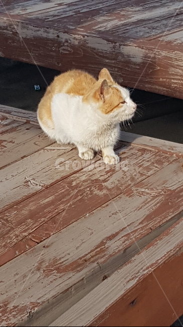길냥,야생냥,냥,cat,pet