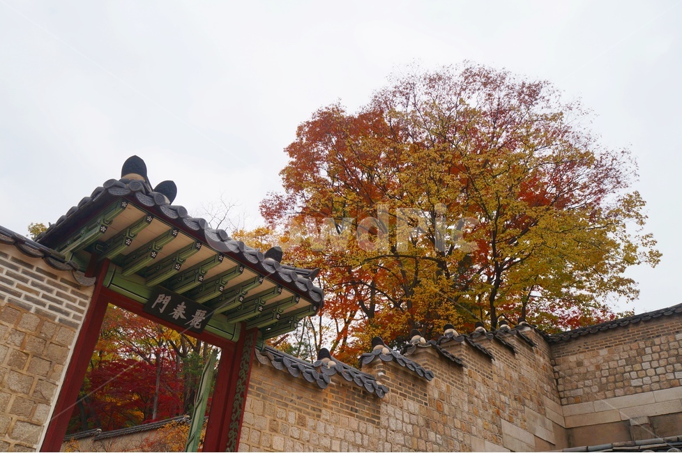 가을,단풍,고궁,창경궁,낙엽,기와,가을산책,고궁의가을,가을,계절,fall,autumn,season,한국전통,한국문화,korean traditional,korean culture,랜드마크,landmark,tourist attraction,한국랜드마크,한국관광지,한국명소,korea landmark,korea tourist attraction,건축물,건물외관,exterior,building,structure,architecture,construction