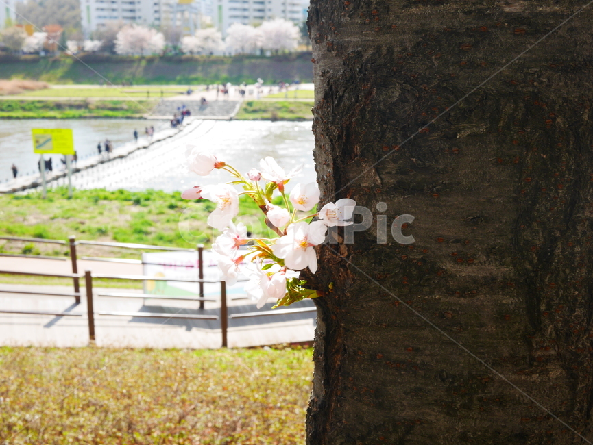벚꽃,꽃,flower,나무,봄날,봄,spring,축제,벚꽃축제