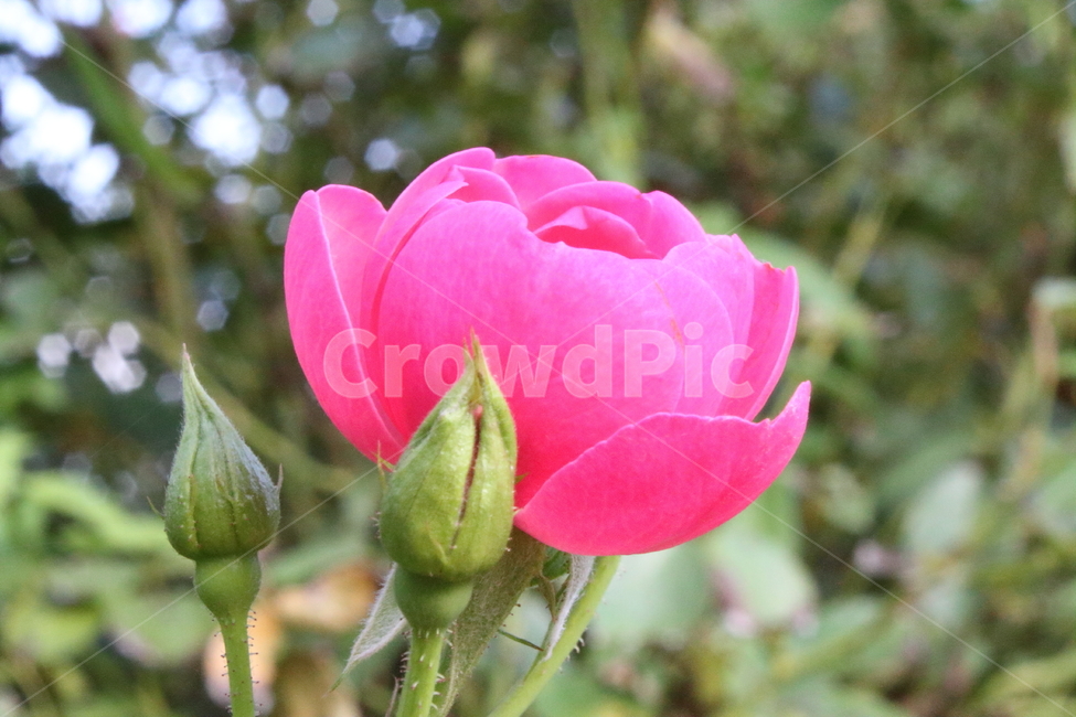 장미,꽃,식물,정원수,rose,식물,자연,plants,nature,꽃,flower