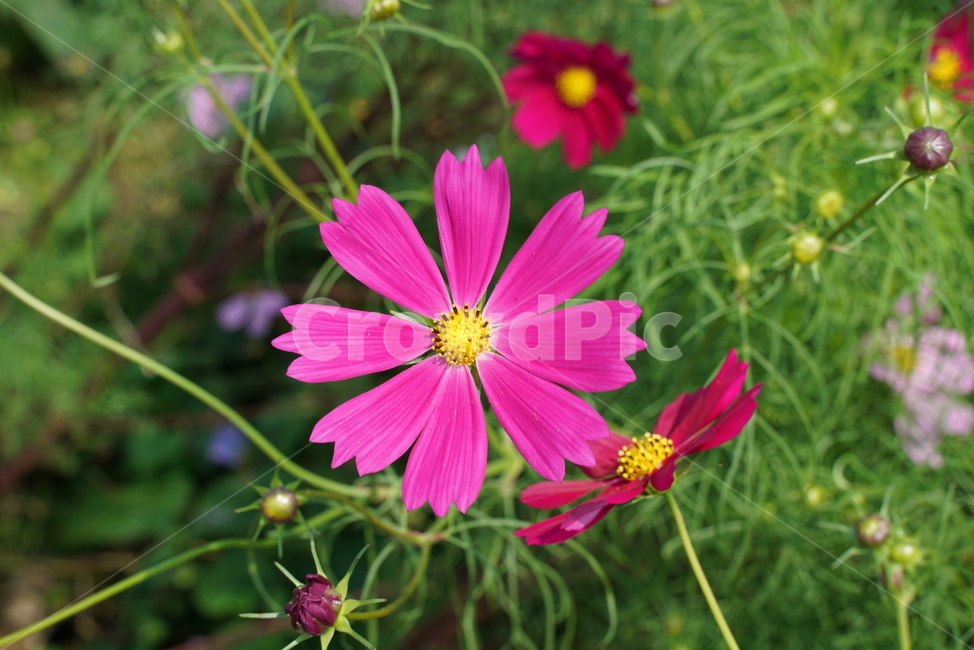 코스모스,cosmos,flower,두상화,국화과,가을,plant,식물,꽃,식물,자연,plants,nature,꽃,flower