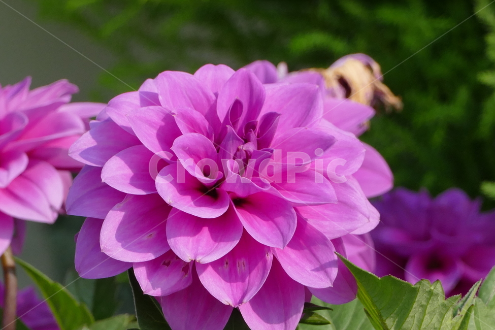 다알리아,다알리아꽃,달리아,식물,꽃,식물,자연,plants,nature,꽃,flower