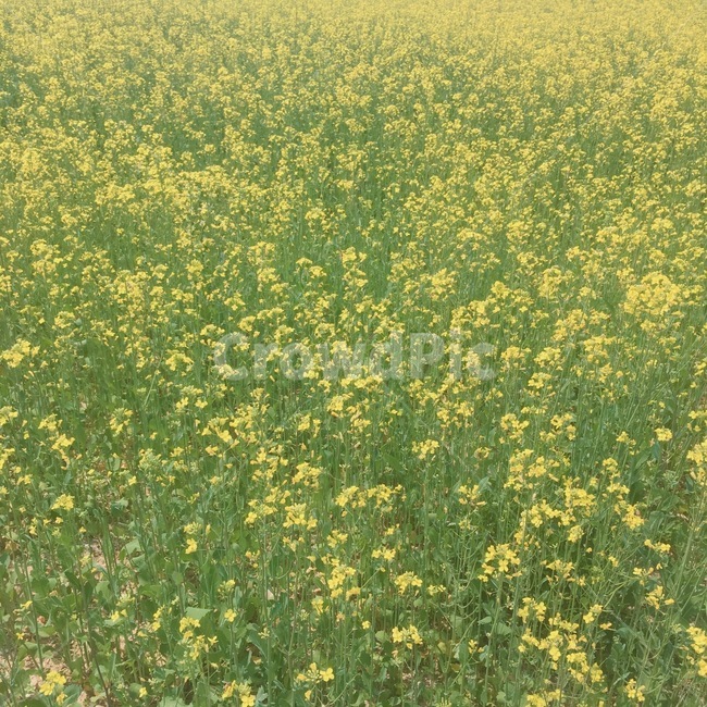 꽃,노랑,꽃배경,배경화면,식물