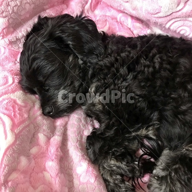 개,dog,동물,강아지자는모습,애견,개,강아지,dog,doggy