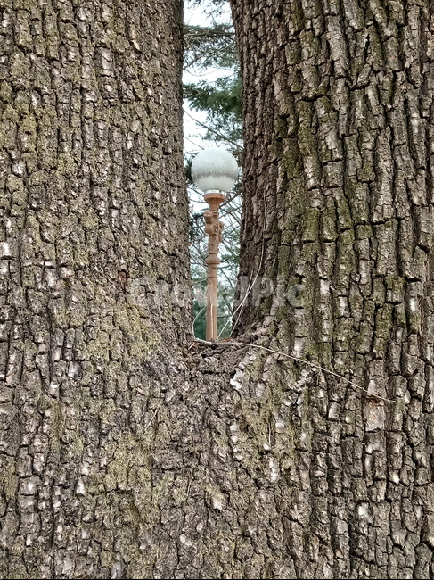 나무,식물,plant,tree,treetrunk,나무줄기,자연,큰나무,가로등,식물,자연,plants,nature,나무,trees,wood