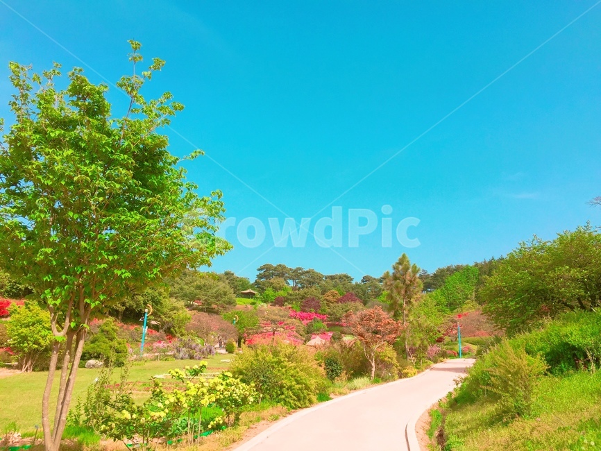 푸른하늘,산책로,식물,자연,나무,plant,nature,scenery,하늘,sky,맑은날씨,맑은하늘,여름,여름풍경,여름하늘